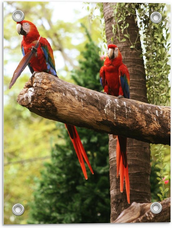 Tuinposter – Twee Papegaaien op Dikke Boomtak  - 30x40cm Foto op Tuinposter  (wanddecoratie voor buiten en binnen)