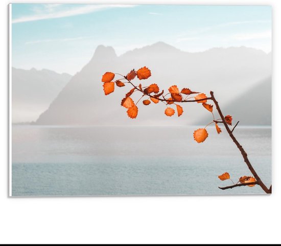 Forex - Branche Oranje en Mer et Montagnes - Photo 40x30cm sur Forex