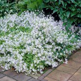 12 x Campanula poscharskyana 'EH Frost' - Klokjesbloem in 9x9cm pot met hoogte 5-10cm