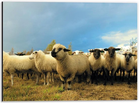 Dibond - Kudde Schapen in de Natuur - 40x30cm Foto op Aluminium (Met Ophangsysteem)