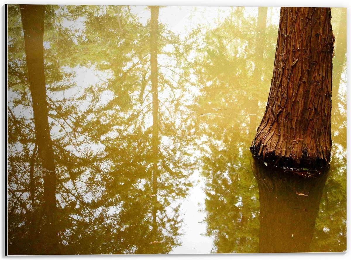 Dibond - Boomstam in het Water - 40x30cm Foto op Aluminium (Met Ophangsysteem)