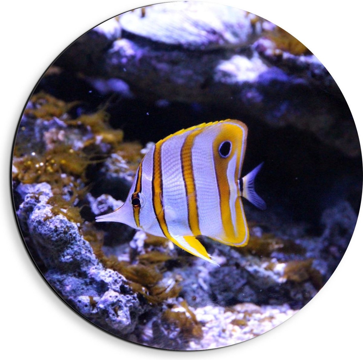 Dibond Wandcirkel - Wit/Oranje Visje in Aquarium - 40x40cm Foto op Aluminium Wandcirkel (met ophangsysteem)