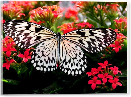 Acrylglas - Zwart/Witte Vlinder op Rode Bloemen - 40x30cm Foto op Acrylglas (Wanddecoratie op Acrylglas)