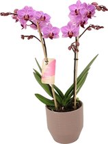 Orchidee van Botanicly – Vlinder orchidee in Zandkleurige keramiek pot 'Eline' als set – Hoogte: 50 cm, 2 takken, roze bloemen – Phalaenopsis Santiago