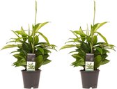 Kamerplanten van Botanicly – 2 × Drakenboom – Hoogte: 45 cm – Dracaena surculosa