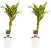 Kamerplanten van Botanicly – 2 × Drakenboom incl. sierpot wit als set – Hoogte: 45 cm – Dracaena Sandriana