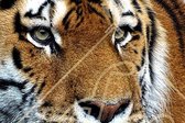 DP® Diamond Painting pakket volwassenen - Afbeelding: Close-up Tijger - 50 x 75 cm volledige bedekking, vierkante steentjes - 100% Nederlandse productie! - Cat.: Dieren - Wilde dieren