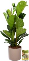 Pokon Powerplanten Ficus Lyrata 100 cm ↕ - Kamerplanten - in Pot (Mica Era, Licht Grijs) - Vioolbladplant - met Plantenvoeding / Vochtmeter