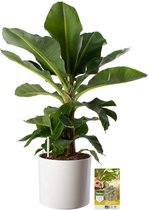 Pokon Powerplanten Bananenplant 80 cm ↕ - Kamerplanten - in Pot (Mica Era, Wit) - Musa - met Plantenvoeding / Vochtmeter