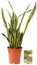 Pokon Powerplanten Sanseveria 100 cm ↕ - Kamerplanten - Planten voor Binnen - Vrouwentong - met Plantenvoeding / Vochtmeter