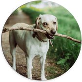 Dibond Wandcirkel - Spelende Hond met Tak  - 70x70cm Foto op Aluminium Wandcirkel (met ophangsysteem)