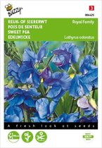 Pois de senteur Royal Family bleu - Lathyrus odoratus