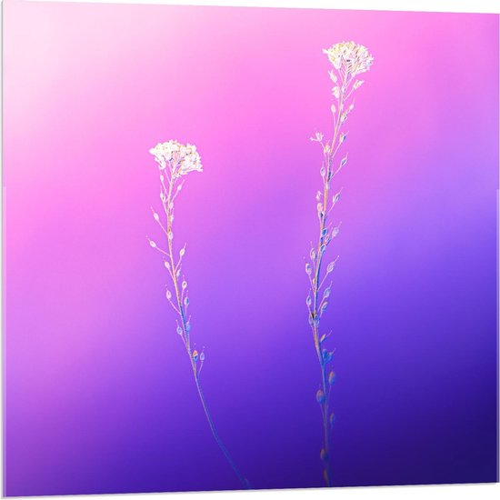 Acrylglas - Witte Bloemen op Blauw/Roze Bloemen - 80x80cm Foto op Acrylglas (Wanddecoratie op Acrylglas)