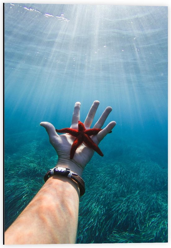 Dibond - Rode Zeester op Hand van Persoon in de Zee - 40x60cm Foto op Aluminium (Met Ophangsysteem)