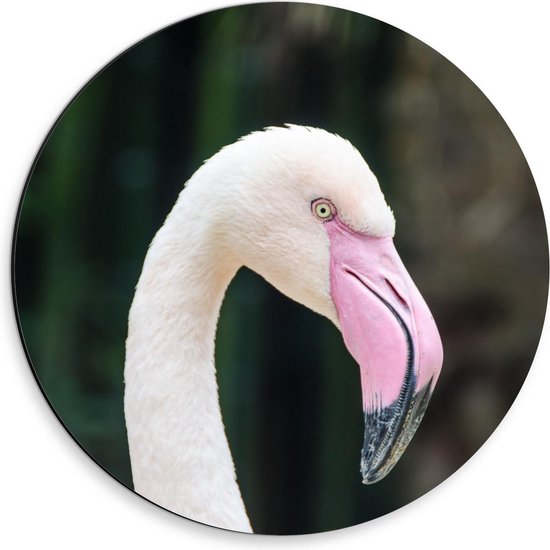 Dibond Wandcirkel - Kop Roze Flamingo - 30x30cm Foto op Aluminium Wandcirkel (met ophangsysteem)