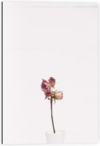 Dibond - Mooie Roze Rozen met een Witte Achtergrond - 40x60cm Foto op Aluminium (Met Ophangsysteem)