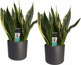 Hellogreen Kamerplant - Set van 2 - Sanseveria Superba - 40 cm - Elho B.For Soft antraciet