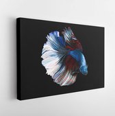 Blue and red color at swaying on black background ,Siamese fighting fish(Rosetail)(half moon),fighting fish,Betta splendens, clipping path  - Modern Art Canvas - Horizontal - 16923