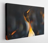 Close-up of a King penguin making way through a group of penguins at Volunteer point, Falkland islands - Modern Art Canvas - Horizontal - 1599444631 - 50*40 Horizontal