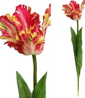 PTMD  tulip flaager rood yellaag open tulpenstam