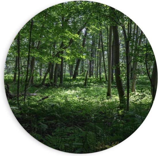 Forex Wandcirkel - Groen Bos - 90x90cm Foto op Wandcirkel (met ophangsysteem)