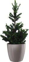 Picea Will's Zwerg 40cm in Diamond Oyster Pearl Pot