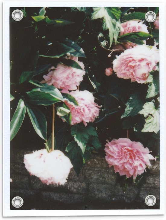 Tuinposter – Struik met Roze Bloemen - 30x40cm Foto op Tuinposter  (wanddecoratie voor buiten en binnen)