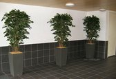 Maxifleur kunstplanten - Kunst Ficus Exotica - Deluxe - Kunstplant - 180 cm - Brandvertragend - Niet van echt te onderscheiden!