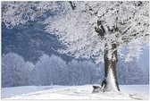 Poster – Besneeuwde Boom  - 60x40cm Foto op Posterpapier