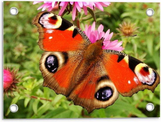 Tuinposter – Oranje Vlinder om Roze Bloem - 40x30cm Foto op Tuinposter  (wanddecoratie voor buiten en binnen)