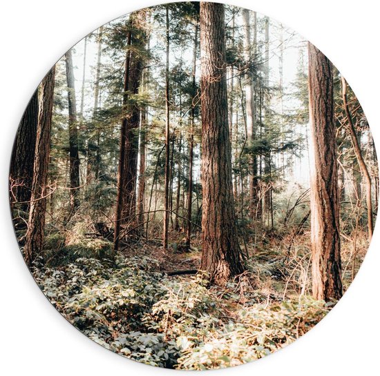 Dibond Wandcirkel - Boomstammen in het Bos - 90x90cm Foto op Aluminium Wandcirkel (met ophangsysteem)