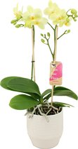 Orchidee van Botanicly – Orchidee in witte keramiek pot 'Eline' als set – Hoogte: 50 cm, 2 takken – Phalaenopsis Multiflora Green Pixie