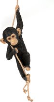 Klimmende  Chimpansee