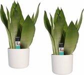 Kamerplanten van Botanicly – 2 × Vrouwentongen incl. witte cilindrische sierpot als set – Hoogte: 50 cm – Sansevieria trif. Moonshine