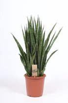 Kamerplant van Botanicly – Vrouwentongen – Hoogte: 80 cm – Sansevieria kirkii