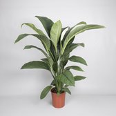 Kamerplant van Botanicly – Lepelplant  – Hoogte: 151 cm – Spathiphyllum Sensation