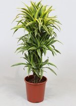 Kamerplant van Botanicly – Drakenboom – Hoogte: 95 cm – Dracaena derem. Lemon Lime