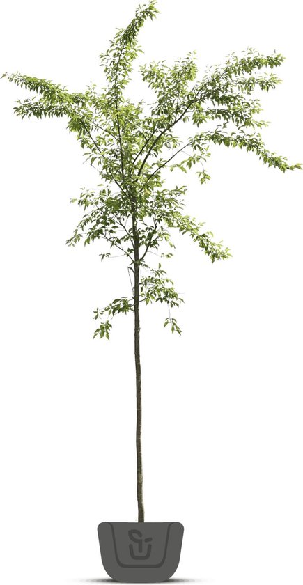 Japanse sierkers | Prunus Accolade | Stamomtrek: 14-16 cm