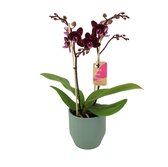 Orchidee van Botanicly – Vlinder orchidee in groen keramiek pot 'Eline' als set – Hoogte: 50 cm, 2 takken – Phalaenopsis Multiflora Harlekijn