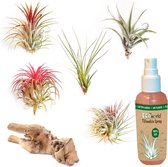 Ecoworld Tillandsia Luchtplantjes Mix - 5 stuks + decoratief hout