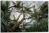 Dibond - Palmbomen met Blauwe Lucht - 60x40cm Foto op Aluminium (Wanddecoratie van metaal)