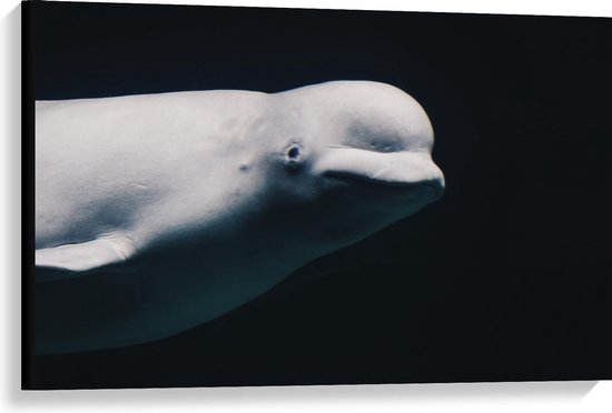 Canvas  - Witte Dolfijn in de Zee - 90x60cm Foto op Canvas Schilderij (Wanddecoratie op Canvas)