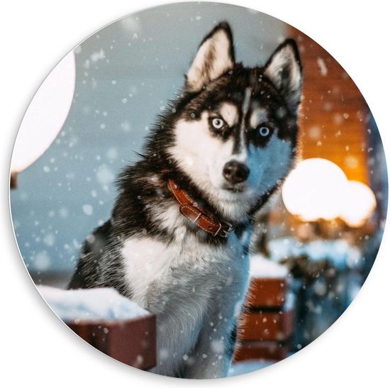 Forex Wandcirkel - Wit met Zwarte Hond in de Sneeuw - 80x80cm Foto op Wandcirkel (met ophangsysteem)