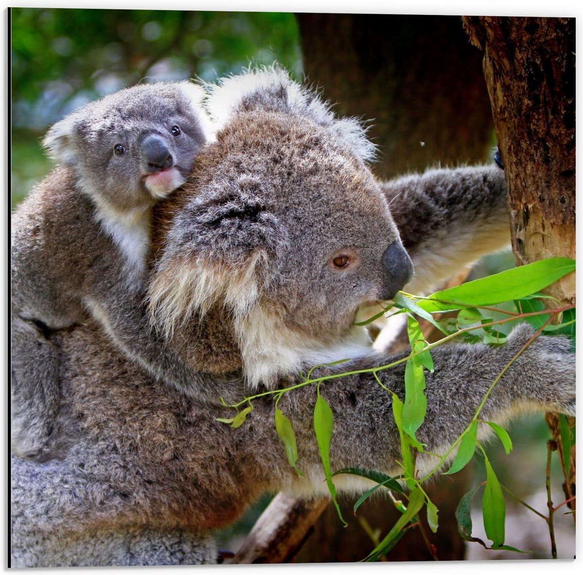 Dibond - Moeder met Baby Koala - 50x50cm Foto op Aluminium (Wanddecoratie van metaal)