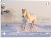 Tuinposter – Galopperend Wit Paard - 40x30cm Foto op Tuinposter  (wanddecoratie voor buiten en binnen)