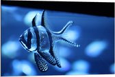 Dibond - Blauwe Vis in het Aquarium  - 90x60cm Foto op Aluminium (Wanddecoratie van metaal)