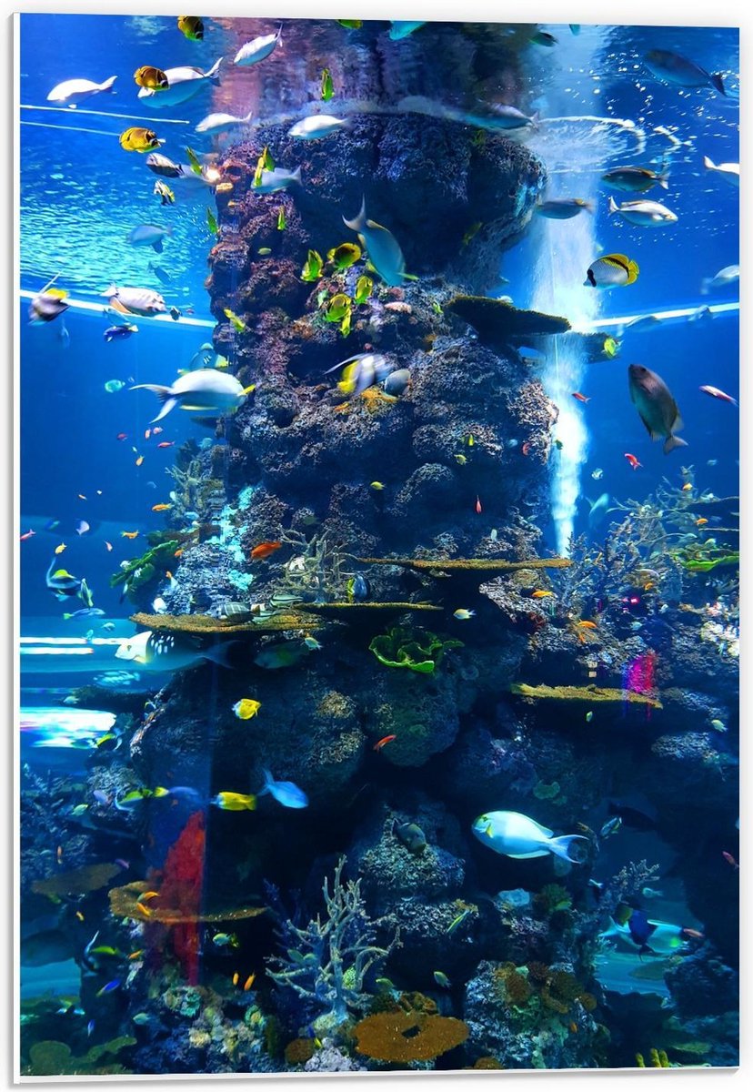 Forex - Tropische Vissen in Aquarium - 40x60cm Foto op Forex