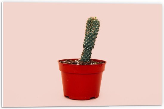 Forex - Cactus in Rood Potje op Roze Achtergrond - 60x40cm Foto op Forex