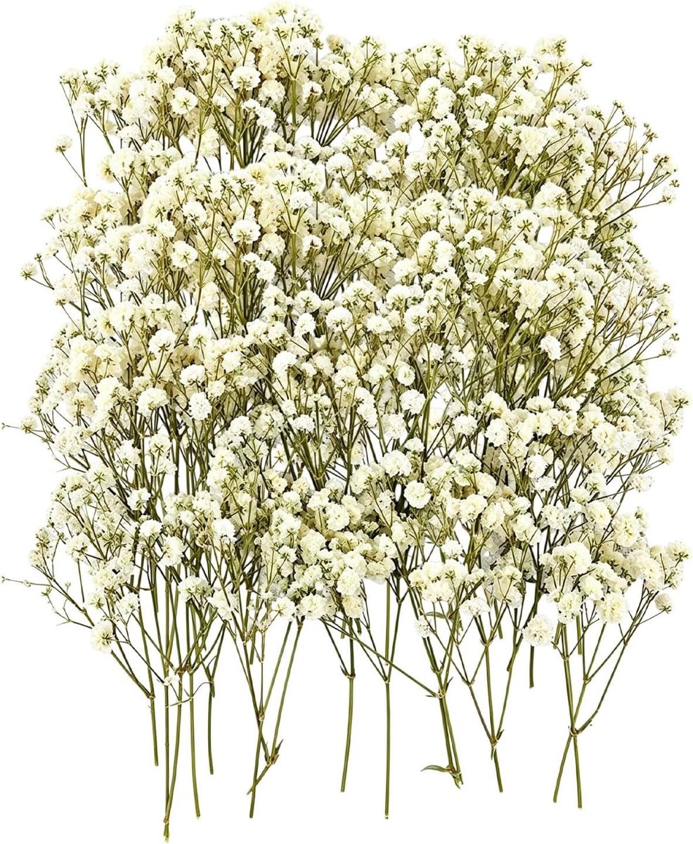 Natuurlijke Witte Droogbloemen 50 Stelen Bulk Pack voor DIY Decoratie, Bruiloften en Thuisinrichting, Perfect voor Creatieve Projecten