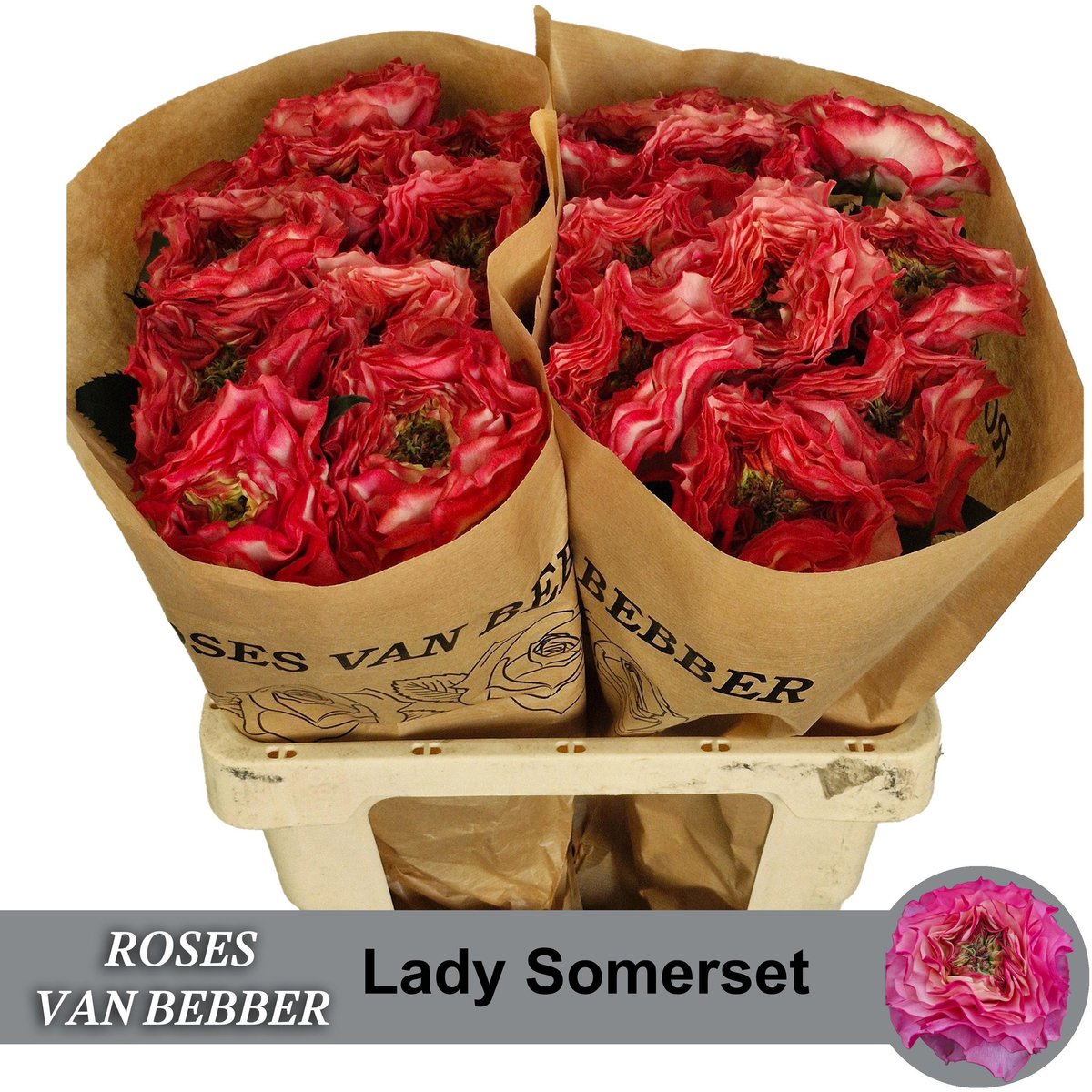 10x Rosa lady sommerset 60cm